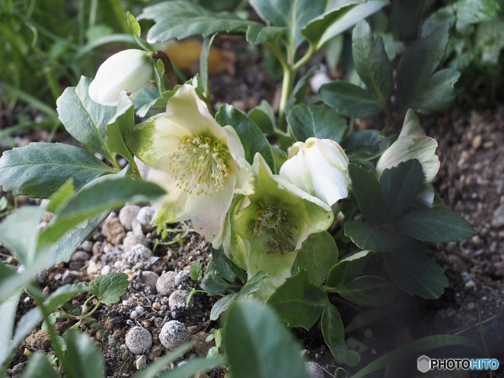 Christmas Rose Nigel Maria