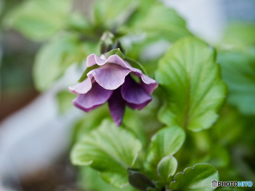 きっと今頃は顔を見せてるはず