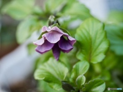 きっと今頃は顔を見せてるはず