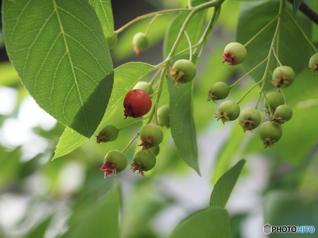 JuneBerry