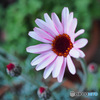 Rhodanthemum