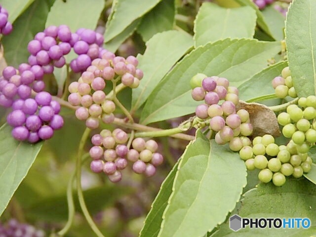 ムラサキシキブ