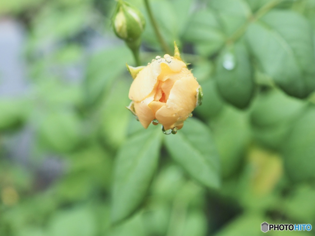 雷雨と薔薇と