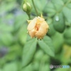雷雨と薔薇と