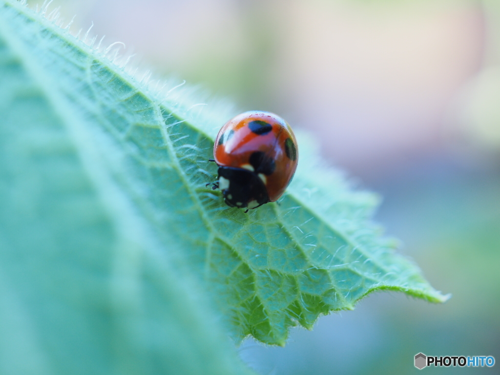 えっさかホイサカ・空は背中にあるんだよ