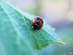 えっさかホイサカ・空は背中にあるんだよ