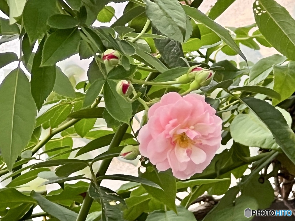 お帰りなさいと迎えてくれる