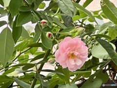 お帰りなさいと迎えてくれる