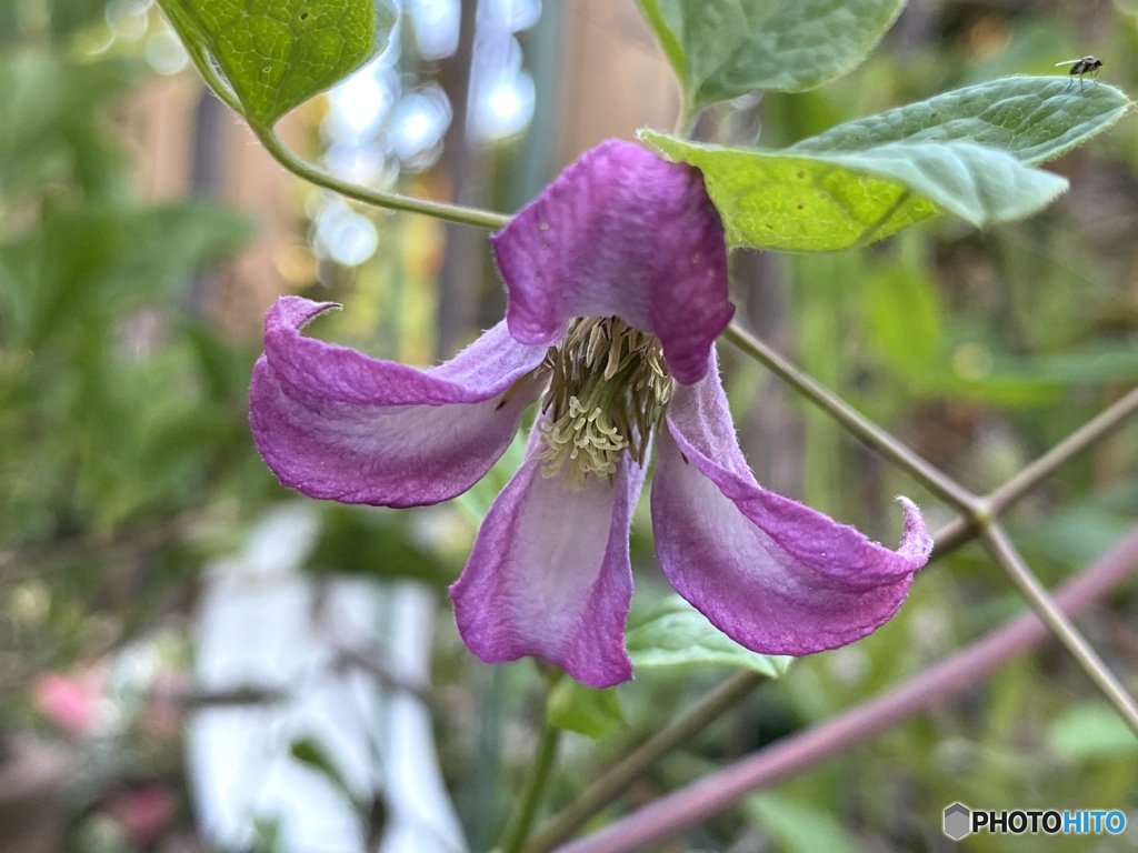 こんばんは…って言いに来ました