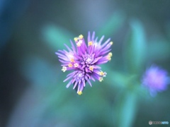 Hanabi