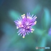 Hanabi