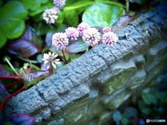 小さきものたち