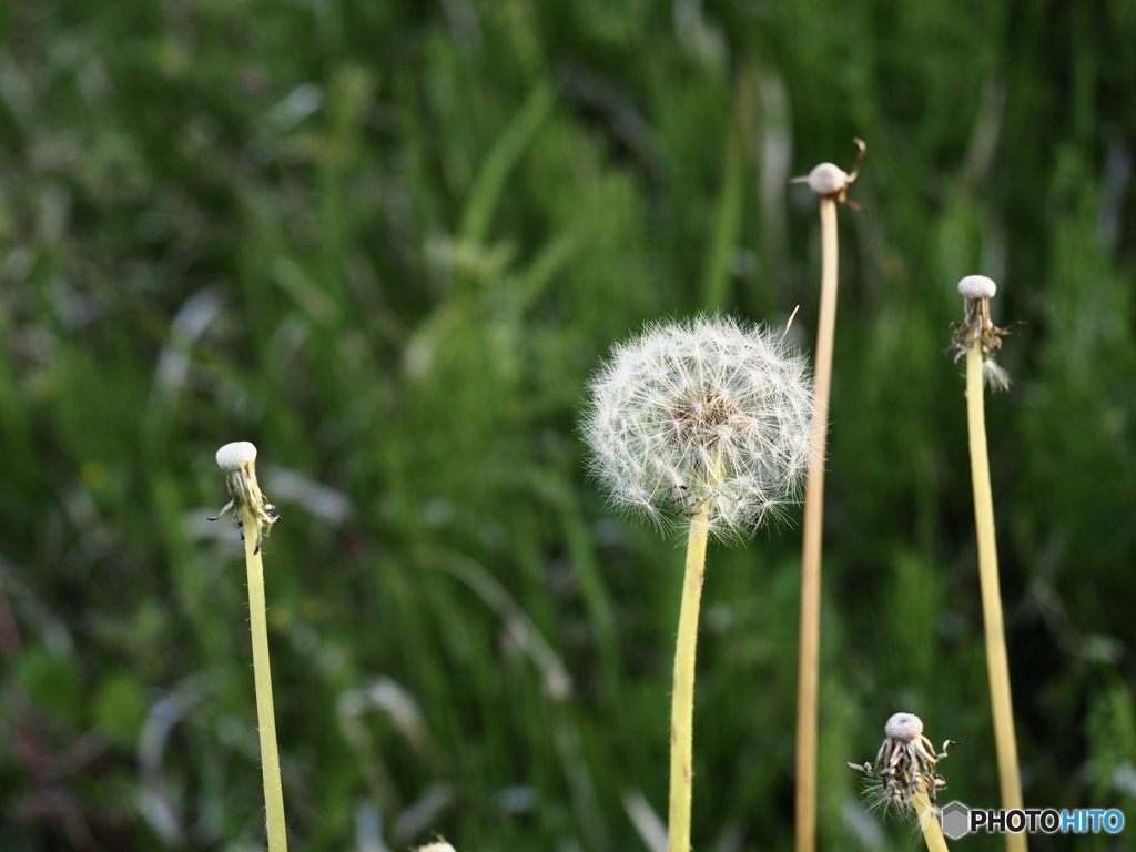 背くらべしようよ