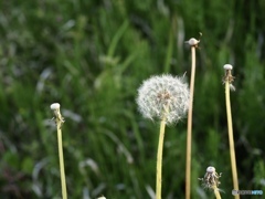 背くらべしようよ 背くらべしようよ