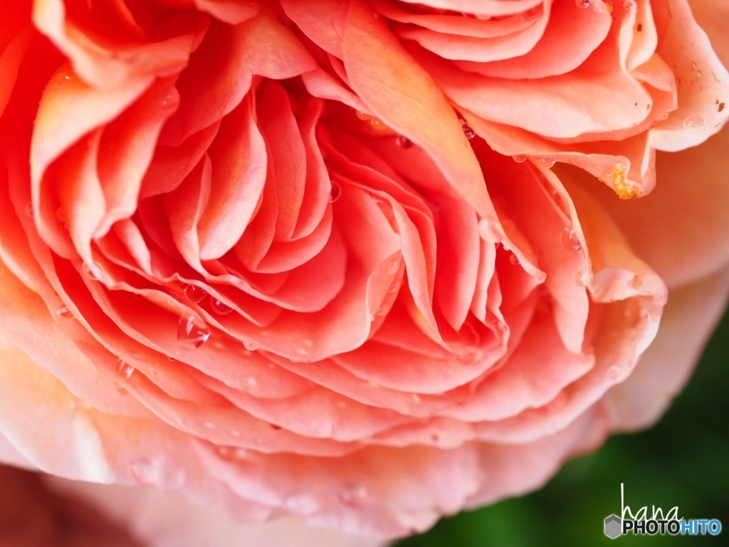 アブラハム・ダービー