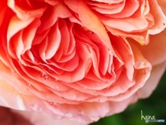 アブラハム・ダービー