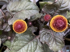 スピランサスタマゴボール スピランサスタマゴボール