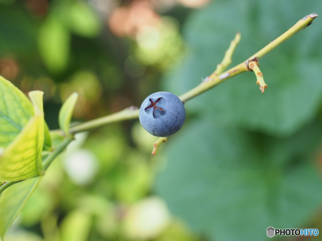 わたしとBlueBerry