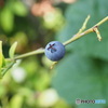 わたしとBlueBerry