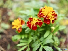 yellow & Red