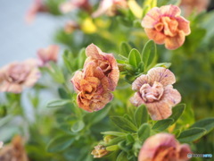 Calibrachoa tifosi