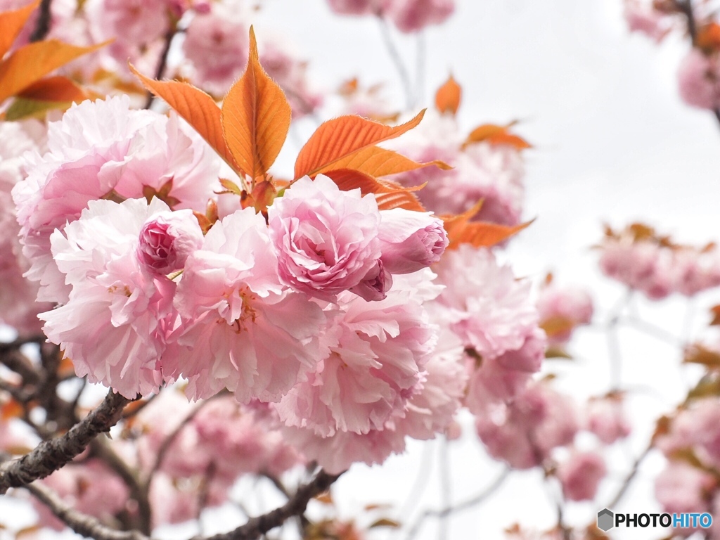 まだ夢を見ていたいから…   ④