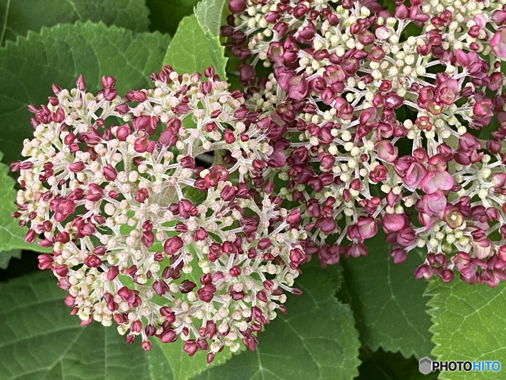 アメリカ紫陽花　ピンクのアナベルジャンボ