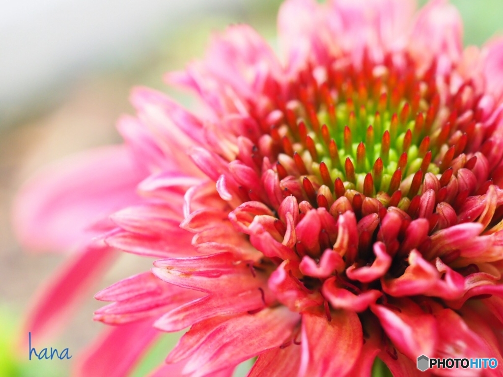 エキナセア  Cranberry