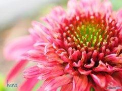 エキナセア  Cranberry