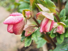 氷の薔薇