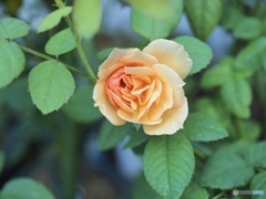 Roses blooming in the morning Grace