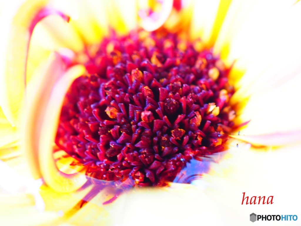 カレンデュラの花芯のpool