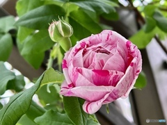 Variegata di Bologna