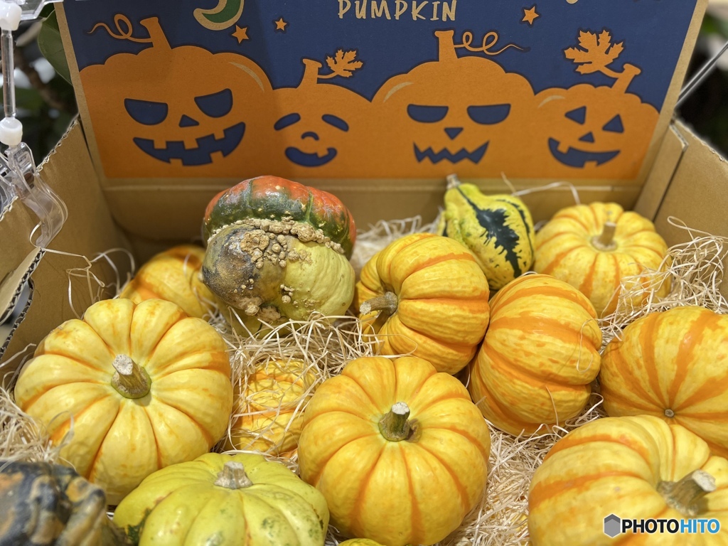 ごろごろpumpkin