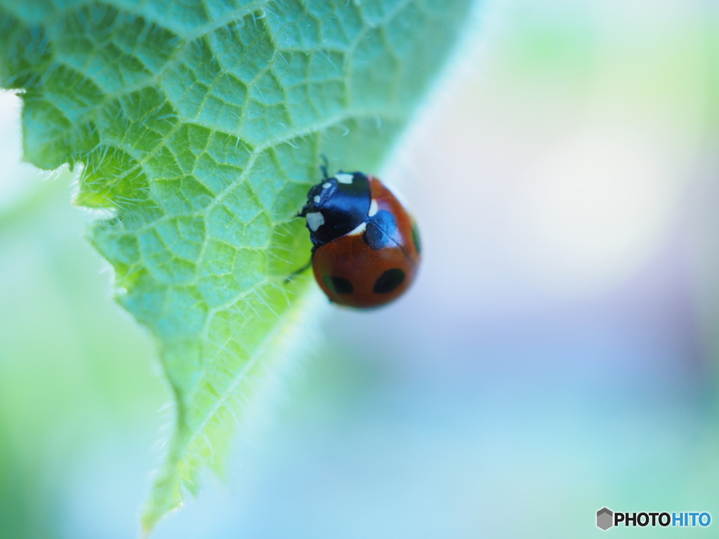 Ladybug