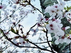 夕暮れ桜