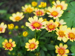 Coreopsis solanna