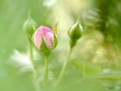 よい日にしようね