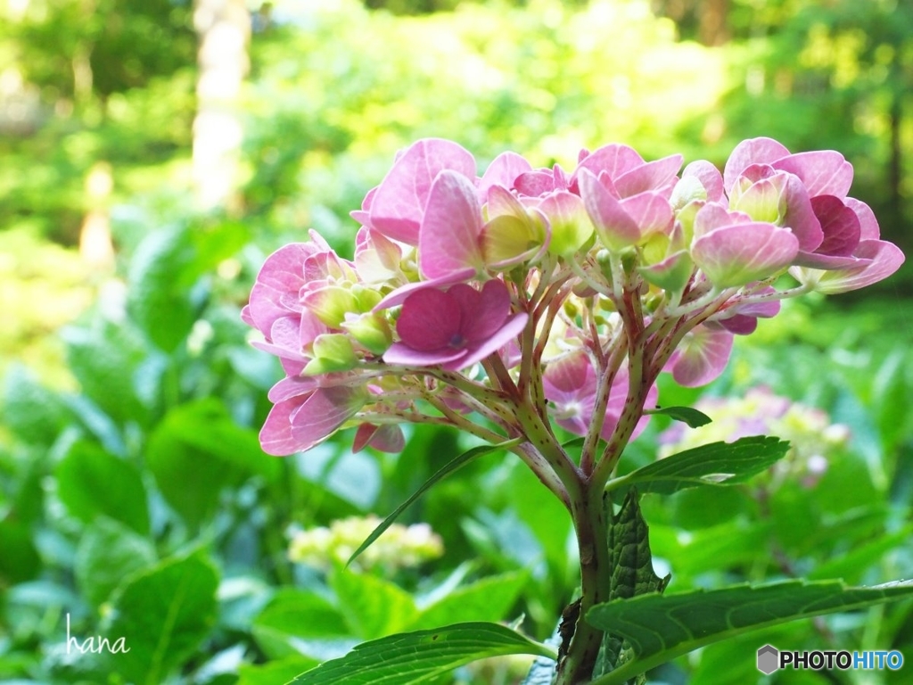 花の寺、岩船寺にて
