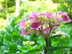 花の寺、岩船寺にて