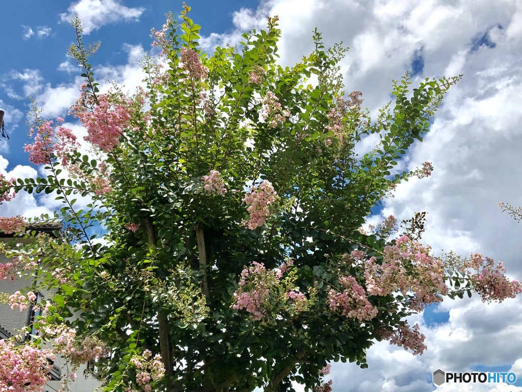 ナツゾラ・サルスベリ