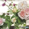 9月17日