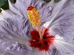 hibiscus