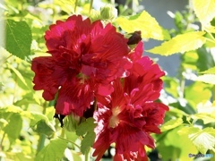 Hollyhock morning