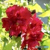 Hollyhock morning