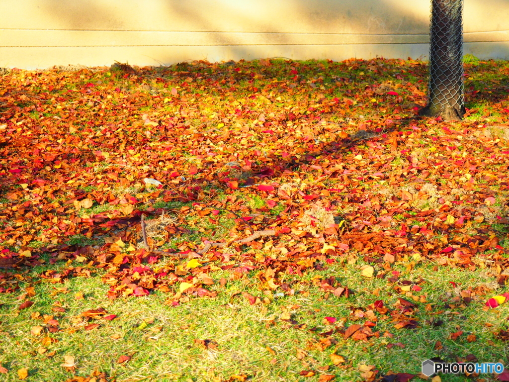 緋色に染まる小径を歩けば
