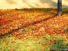 緋色に染まる小径を歩けば