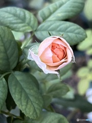 8月21日
