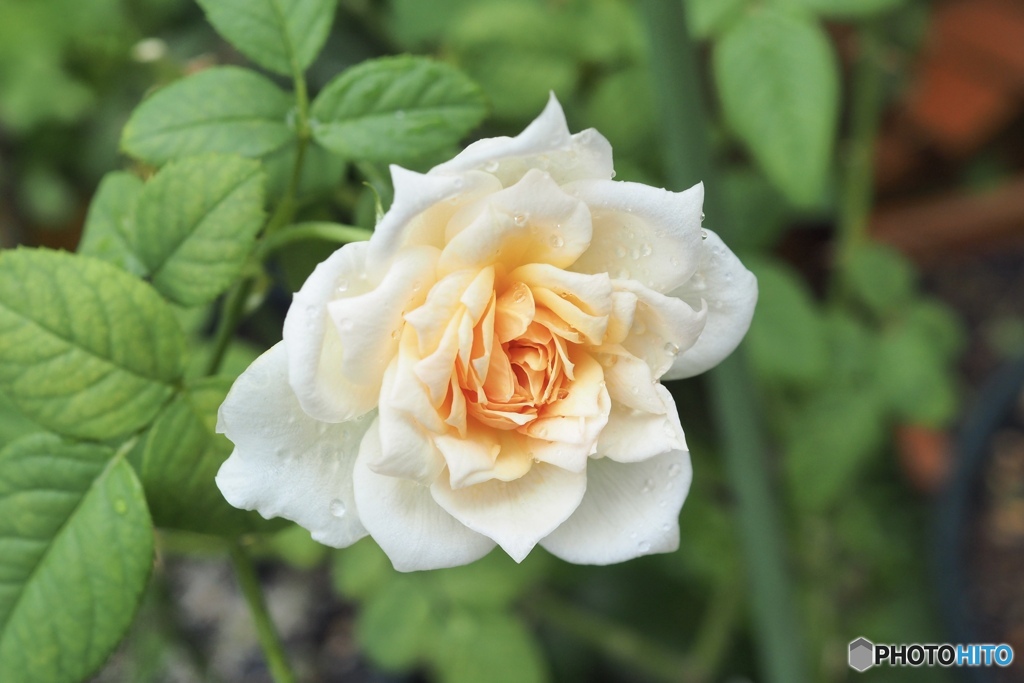 空のきもち・薔薇のきもち