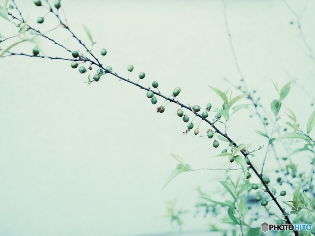 薄暑